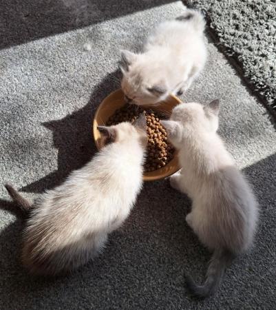 Image 5 of 12 week old male Seal Colourpoint Ragdoll kitten for sale
