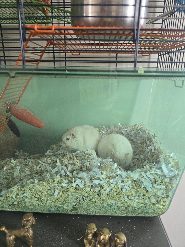 Preview of the first image of 3 young male gerbils with cage.