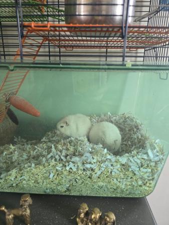 Image 1 of 3 young male gerbils with cage