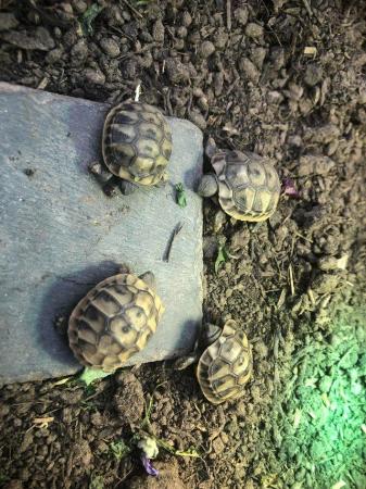 Image 2 of Hermanns tortoise hatchlings for sale