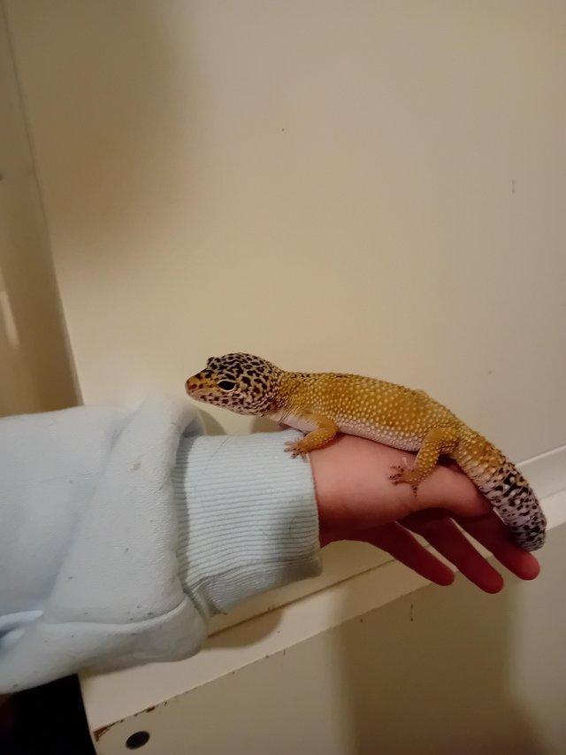 Preview of the first image of Leopard gecko male and enclosure.