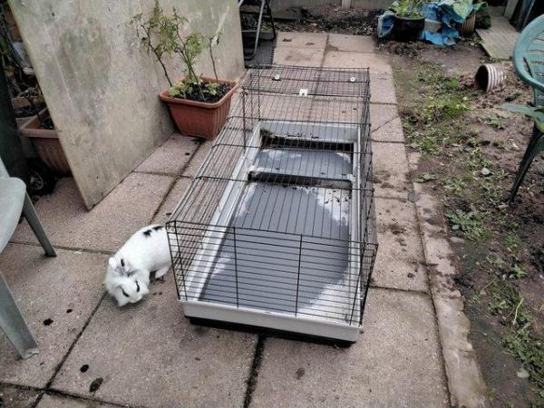 Image 2 of Extended pet cage with house; rabbit, Guinea, chicks, quail
