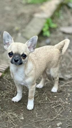 Image 15 of Smooth coat chihuahua puppies