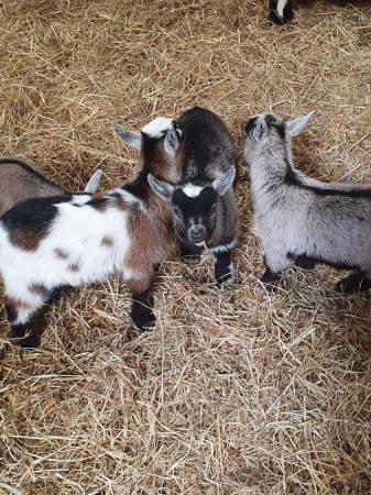 Image 3 of Pygmy Goat Kids looking for new homes.