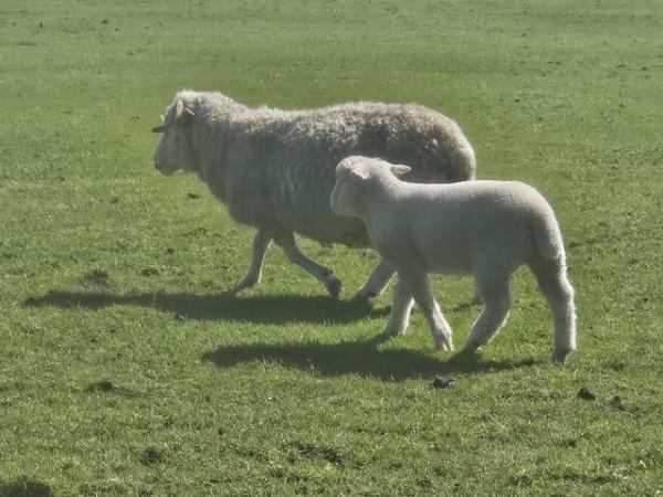 Image 1 of Poll dorset and dorset horn ewes