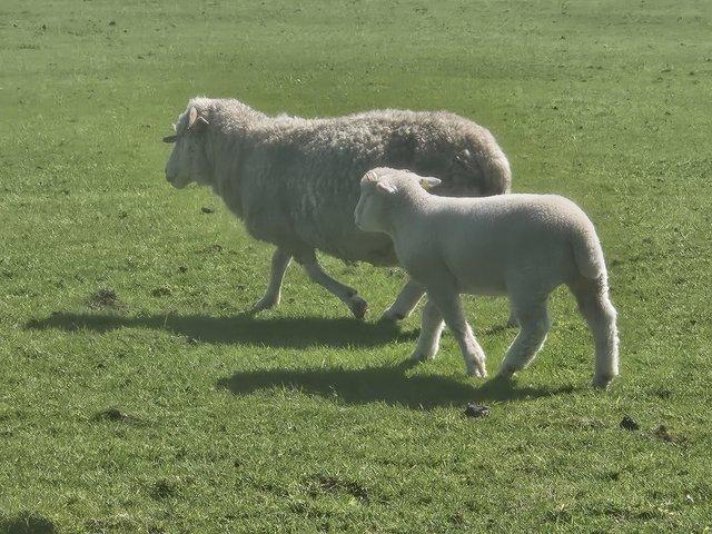 Preview of the first image of Poll dorset and dorset horn ewes.