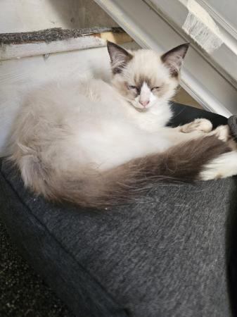 Image 1 of Beautiful Ragdoll kittens... only 1 left.