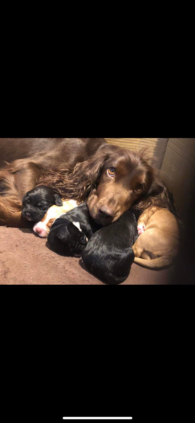 Preview of the first image of Working Cocker spaniel puppies (boys).