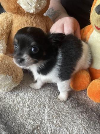 Image 3 of Long haired chihuahua puppies