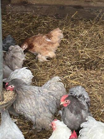 Image 3 of Pekin bantams for sale POL hens and cockerels