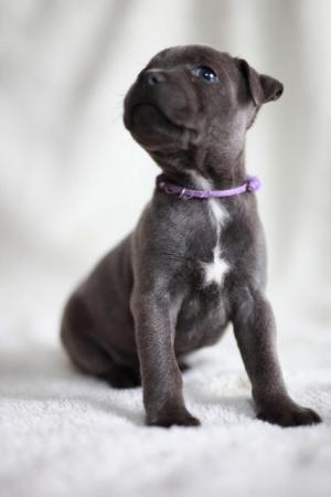 Image 30 of beautiful champion blue Staffordshire bull terrier puppies