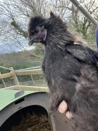 Image 2 of Lovely Silkie male looking for loving home