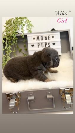 Image 4 of *Last Quality KC Reg French Bulldog Puppy* - READY TO GO!