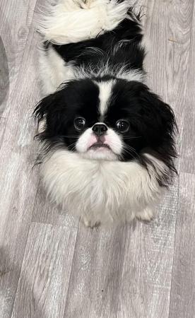 Image 2 of Japanese Chin Puppy Available