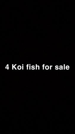 Image 1 of Four koi carp for sale.!