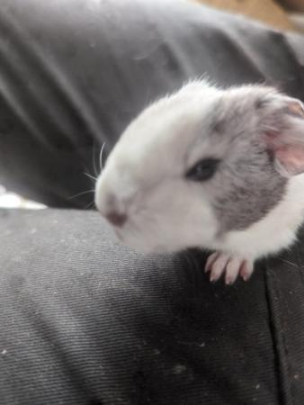 Image 1 of 8 week old guinea pig pups for sale
