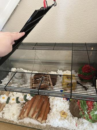 Image 26 of 4 Male Gerbils with Glass Tank *Available*