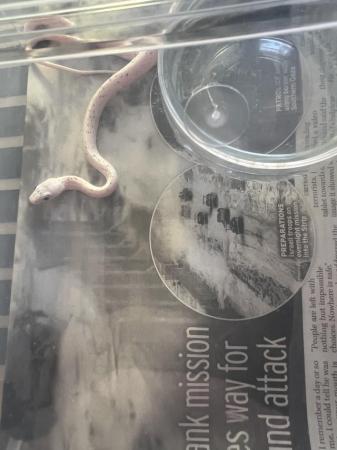 Image 8 of Palmetto corn snakes for sale