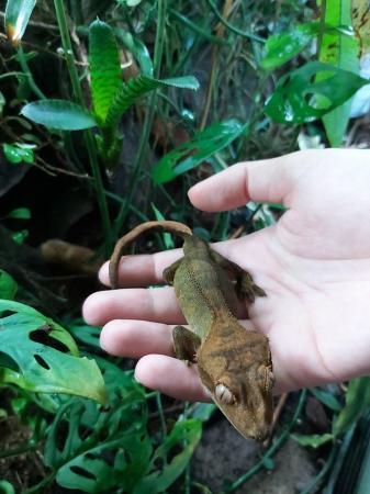 Image 6 of Crested Gecko Juvenile Male - Red Dalmatian
