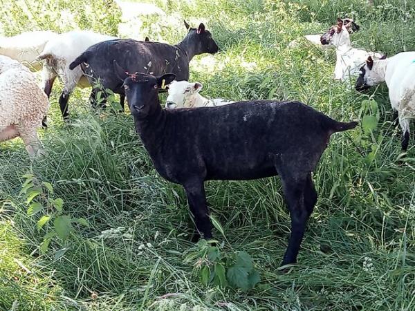 Image 2 of 2 x Gotland cross shearling ewes