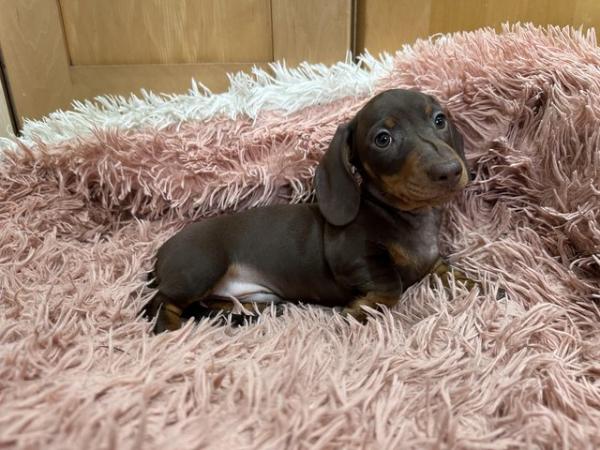 Image 6 of Beautiful kc reg show quality miniature dachshund puppies