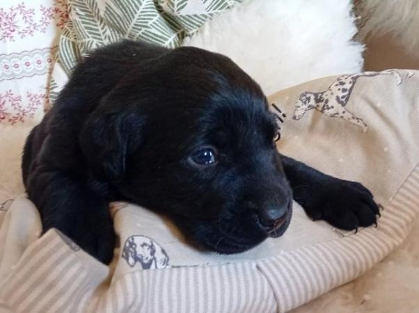 Image 12 of Delightful Black Labrador Puppies for Sale