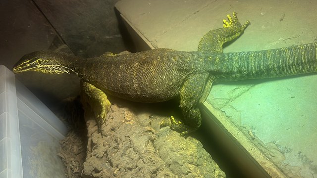 Image 3 of Adult breeding pair of Argus monitors for sale