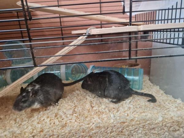 Image 6 of 2 male gerbils for adoption