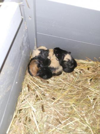 Image 4 of Baby Guinea pigs looking for new postcode