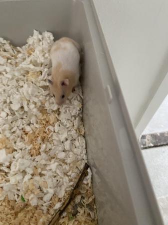 Image 2 of 13 week old hamster for rehome