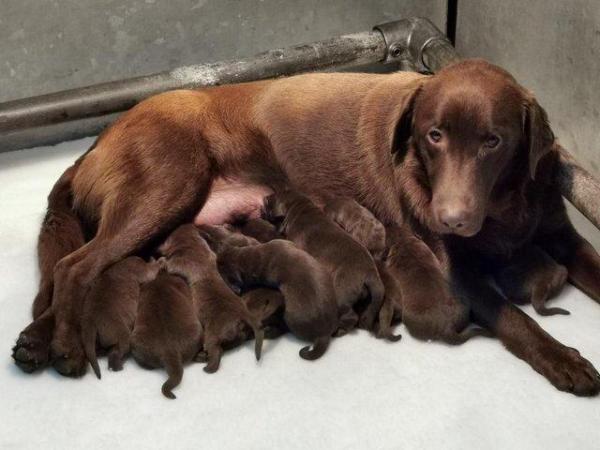Image 5 of KC Chocolate Labrador puppies Ready October