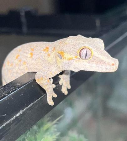 Image 2 of Male Orange Blotch gargoyle Gecko