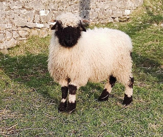Preview of the first image of Valais Blacknose Shearling Ewes.