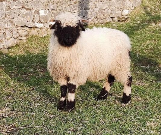 Image 1 of Valais Blacknose Shearling Ewes