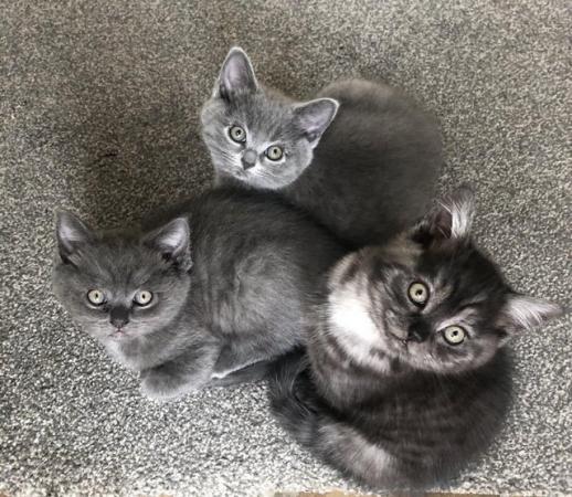 Image 18 of Beautiful Five Kittens for sale
