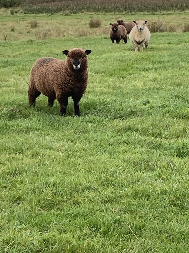 Preview of the first image of Coloured Ryeland ewe Lambs for sale.