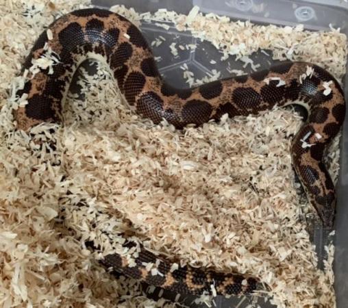 Image 5 of 2 year old male Sand Boa.