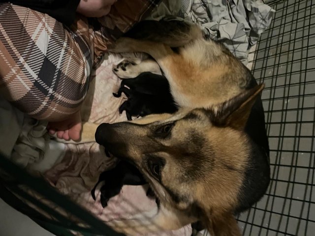 Preview of the first image of German Shepard puppies for sale £800.