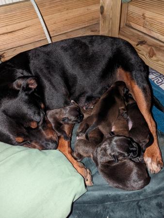 Image 1 of Staffordshire bull terrier puppies 5 girls 2 boys