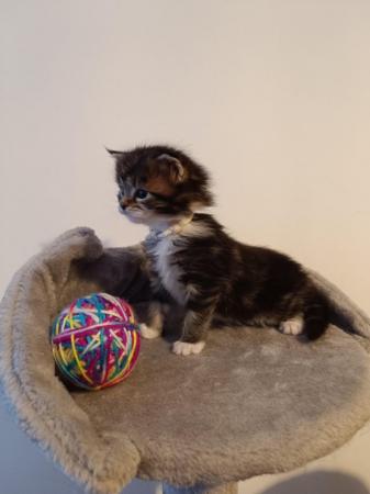 Image 11 of Fluffy maine coon kittens