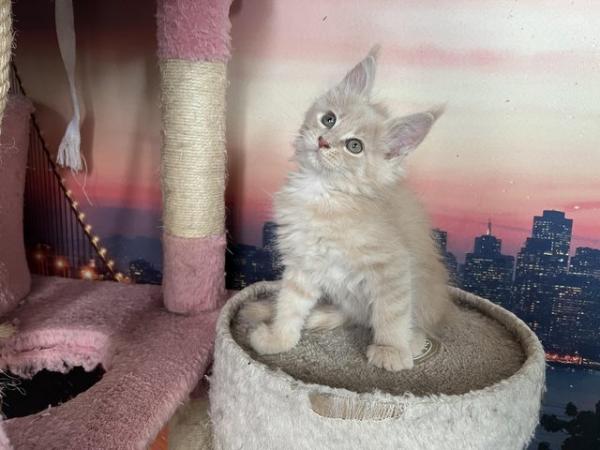 Image 8 of maine coon kittens available