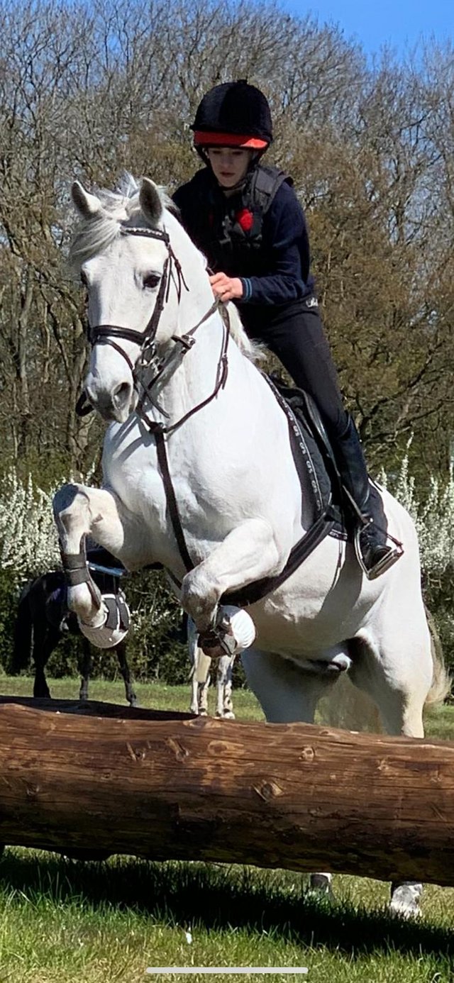 Preview of the first image of Pony club life time pony Connemara gelding.