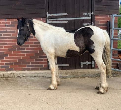 Image 3 of Lovely 2yr old Gelding to mature over 14.2hh