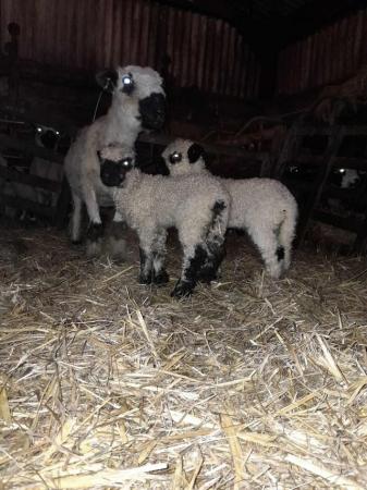 Image 1 of Sheep and lambs for sale