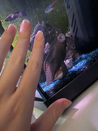 Image 2 of 3-4 year old male pleco.