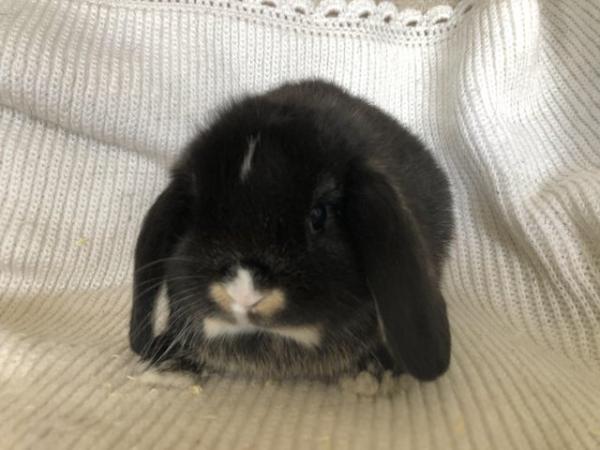 Image 8 of Dwarf lop rabbits. Ready now. 8 weeks.