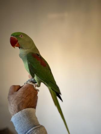 Image 18 of Beautiful Big Tame & Breeding Alexandrine Talking Parrots