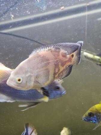 Image 1 of Albino Oscar fish with tank