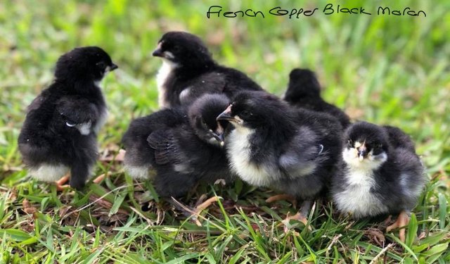 Image 1 of Pure Breed Chicks - available now