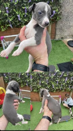 Image 5 of Stunning! Very well bred kc reg whippet pups